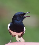 Oriental Magpie Robin