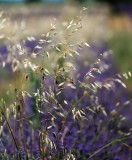 Provence, Valensole