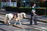 A lot of donkeys in Greece