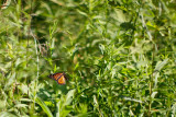 The Wild Wood