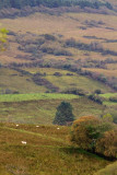 Sligo