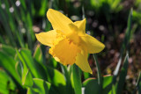 Spring Flowers