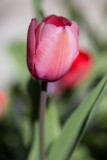 Spring Flowers