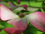 Dogwood