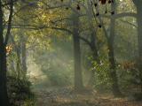 IMG_5415CROPEDITIR.jpg