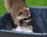  Raccoon and Her lunch Bag  (Scarborough)