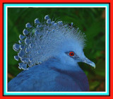  Victoria Crowned Pigeon