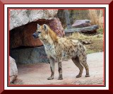 Spotted  Hyena