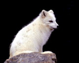  Arctic  Fox