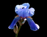Blue  Iris