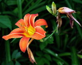 Day  Lily