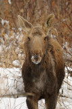 DSC_3146.jpg