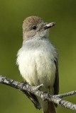 Ash-throated flycatcher with spider