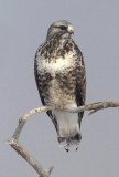 Rough Legged Hawk