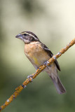 Black-headed Grosbeak  ~ Female