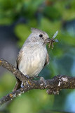 Oak Titmouse with craneflies