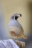 Califorinia Quail  ~ Male