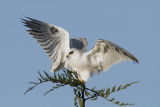 White-tailed Kite