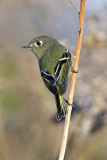 Huttons Vireo