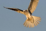 White Kite in flight