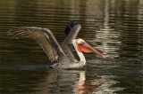 Brown Pelican