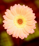 Edited Flowers