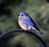 Eatern Bluebird