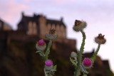 Edinburgh castle and Scottish thistle