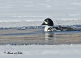 20110210 271 SERIES - Barrows Goldeneye.jpg