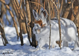 20110124 201 Snowshoe Hare.jpg