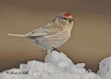 20110314 551 SERIES - Leucistic Common Redpoll.jpg