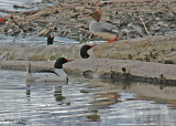 DSC_0122 SERIES -  Common Merganser.jpg