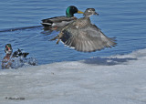 20110319 415 SERIES - Wood Duck HP.jpg