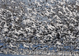 20110330 668 SERIES -  Snow Geese.jpg