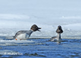 20110301 111 SERIES - Common Goldeneyes.jpg