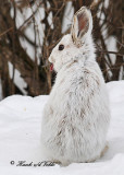 20110317 126 SERIES -  Snowshoe Hare.jpg