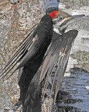 20110317 094 Pileated Woodpecker.jpg