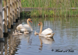 20110606 - 1 808 Mute Swans.jpg