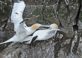 20110630 - 2 319 SERIES - Northern Gannets HP.jpg