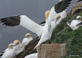 20110630 - 2 557 SERIES - Northern Gannets HP.jpg