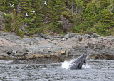 20110630 - 1 398 SERIES - Humpback Whale HP.jpg