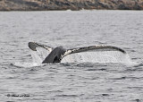20110630 - 1 539 SERIES -  Humpback Whale HP xxx.jpg