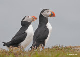 20110701 148 SERIES - Atlantic Puffins.jpg