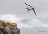 20110701 072 Atlantic Puffin.jpg