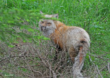 20110630 - 2 172 Red Fox.jpg