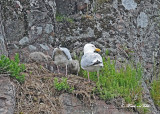 20110630 - 2 037 Herring Gulls.jpg