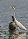 20110911 159 Great Egret & Canada Goose.jpg
