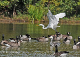 20110911 201 Great Egret, Can Geese, Snow Goose.jpg
