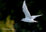 20110903 088 SERIES - Bonapartes Gull.jpg