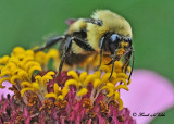 20110808 341 Bumble Bee.jpg